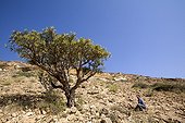 Frankincense tree growing in arid Oman