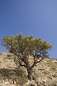 Frankincense tree growing in arid Oman