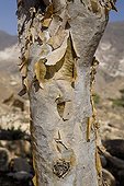 Details of the bark of a Frankincense Oman