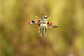Bee-hive Beetle flying Bourgogne France