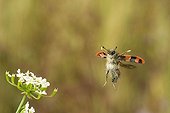 Clairon des ruches en vol près d'une ombellifère France