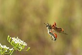 Bee-hive Beetle landing on an apiaceae France