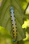 Tropical Caterpillar Bukit Barisan Selatan Sumatra