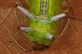 Tropical Caterpillar Bukit Barisan Selatan Sumatra