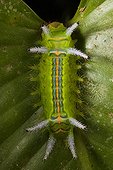 Tropical Caterpillar Bukit Barisan Selatan Sumatra