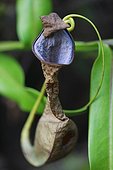 Pitcher plant dryed Bukit Barisan Selatan Sumatra