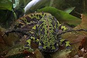 Close-up of Marbled Newt France