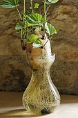 Sweet potato in vase France