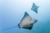 Spotted eagle ray swimming Galapagos