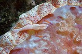 Imperial shrimp cleaning a Spanish dancer Nusa Kode
