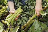 Harvest Horsebeans 'Aguadulce à très longues cosses' France