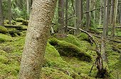 Tree with bark beetle galleries Norra Kvill NP Sweden