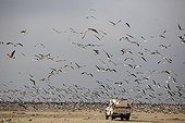 Cloud of Baltic Gulls flying over the beach Oman