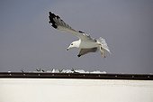 Baltic Gull gliding Oman