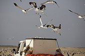 Baltic Gulls accompanying a car on the beach Oman