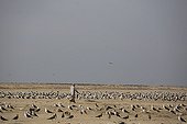 Man walking in the midst of a multitude of Baltic Gulls