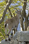 Ibex female Creux-du-Van Val-de-Travers Jura Switzerland