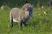 Young Ibex Creux-du-Van Val-de-Travers Jura Switzerland