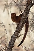 Slender mongoose on a branch Kgalagadi NP