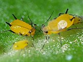 Aphids eating by pricking the leaves of apple