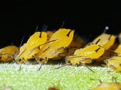 Aphids eating by pricking the leaves of apple