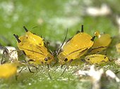 Aphids eating by pricking the leaves of apple ; Note the goutelette honeydew that leaves a thorn aphid fourmies bound for the coming harvest.