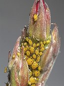 Multitude of aphids on a leaf