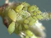 Group aphids on apple bud ; They can eliminate many ups and sometimes condemn the growth of young trees.
