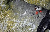 Macareux moine posé sur un rocher en bord de mer Norvège ; Localisation: Ile de Runde.
