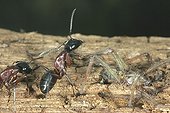 Southern Wood Ant devouring a spider France ; 0 2 Record Version  <br>120 2 Caption ordre des hymenopteres genre formica dévorant une araignée photo dans la région d'Orléans ( FRANCE) <br>