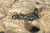 Southern Wood Ant performing a trophalaxie France ; 0 2 Record Version  <br>120 2 Caption ordre des hymenopteres genre formica photo dans la région d'Orléans ( FRANCE) <br>