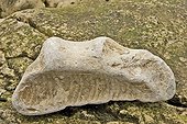 Fragment of cephalopod fossil Ré Island France