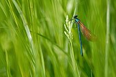 Beautiful demoiselle on a blade of grass France