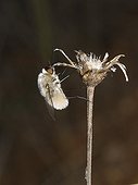 Large bee fly on a dry inflorescence Larzac France