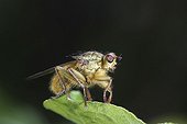 Manure Scathophage on a leaf France ; 0 2 Record Version  <br>120 2 Caption Ordre des Diptères photo prise dans la région de Sancerre (FRANCE)  <br>