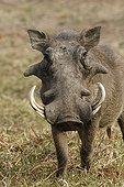 Desert warthog PN Kruger South Africa