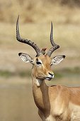 Red-billed oxpeckers on an Impala head PN Kruger