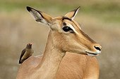 Red-billed oxpeckers on an Impala PN Kruger South Africa
