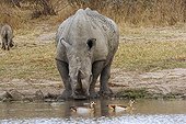 White Rhinoceros drinking near Egyptian geese PN Kruger