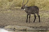 Waterbuck and Nil crocodile PN Kruger South Africa