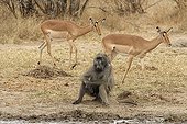 Chacma baboon and Impalas PN Kruger South Africa
