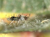 Almond LAce Bug juvenile feeding in a Pear leaf