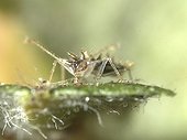 Almond Lace Bug juvenile eating on a Pear leaf