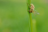 Common yellow dung fly parasitized by a fungus France