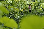 Light cutting of Wine grape in biodynamic vineyard Alsace  ; Site : vineyard of domain Brand et fils at Ergersheim