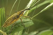Portrait of Weevil mouving  through the vegetation France