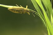 Weevil hung on a rod Sancerre region France