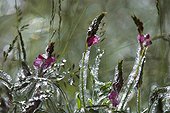 Ice-covered Esparcet flowers Ecrins National Park