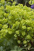 Inflorescences d'Euphorbia 'Red Splash' au printemps France