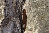 Slender mongoose climbing on a tree Kgalagadi NP